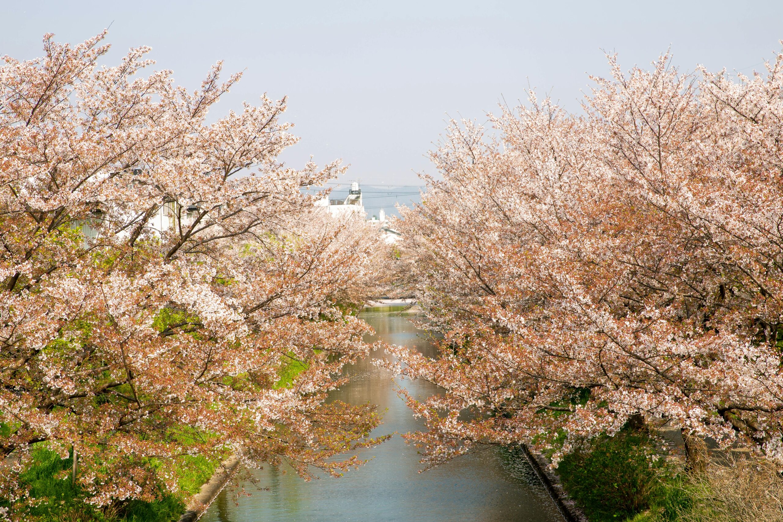 Scenery view of water channel between cherry blossom trees growing in park of Japan