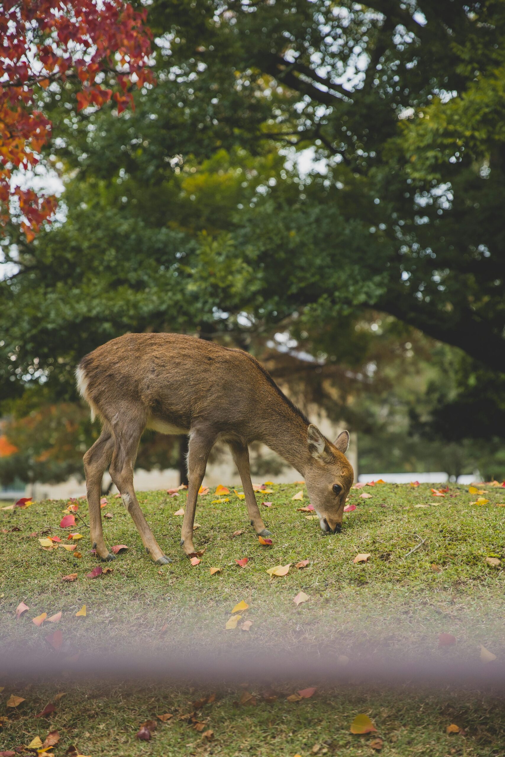 A sika deer gracefully grazing in a vibrant Japanese park during autumn, surrounded by colorful foliage.